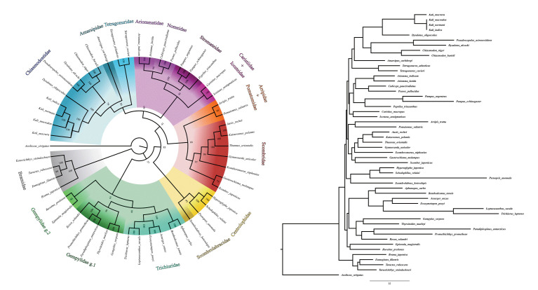 Characterization of six new complete mitochondrial genomes of Chiasmodontidae (Scombriformes, Percomorpha) and considerations about the phylogenetic relationships of the family.