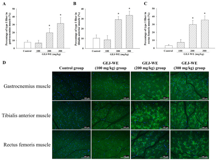 Guilu Erxian Jiao enhances protein synthesis, glucose homeostasis, mitochondrial biogenesis and slow-twitch fibers in the skeletal muscle.