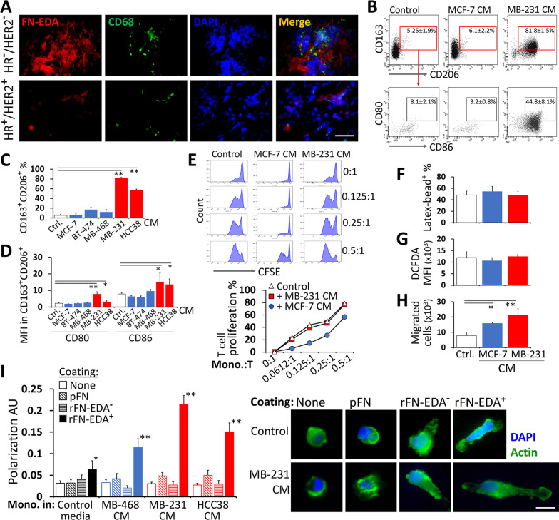 A positive feedback loop driven by fibronectin and IL-1β sustains the inflammatory microenvironment in breast cancer.