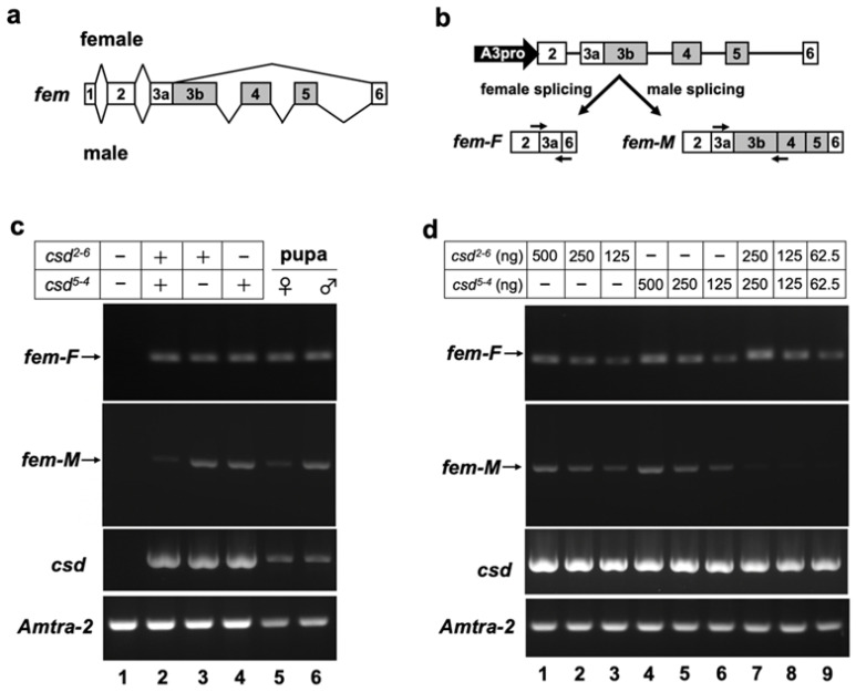 In Vitro Comparison of Sex-Specific Splicing Efficiencies of <i>fem</i> Pre-mRNA under Monoallelic and Heteroallelic Conditions of <i>csd</i>, a Master Sex-Determining Gene in the Honeybee.