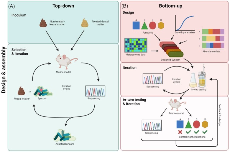 Synthetic microbial communities (SynComs) of the human gut: design, assembly, and applications.