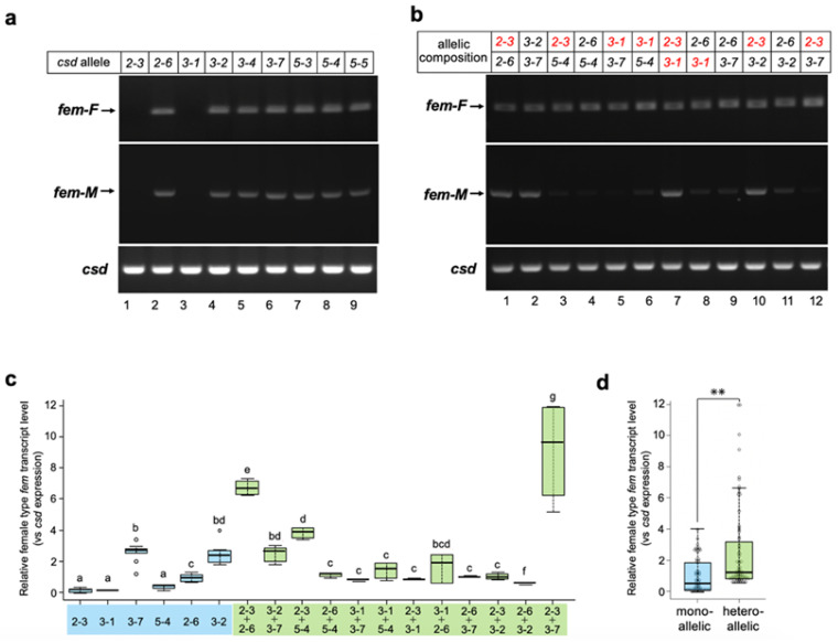 In Vitro Comparison of Sex-Specific Splicing Efficiencies of <i>fem</i> Pre-mRNA under Monoallelic and Heteroallelic Conditions of <i>csd</i>, a Master Sex-Determining Gene in the Honeybee.