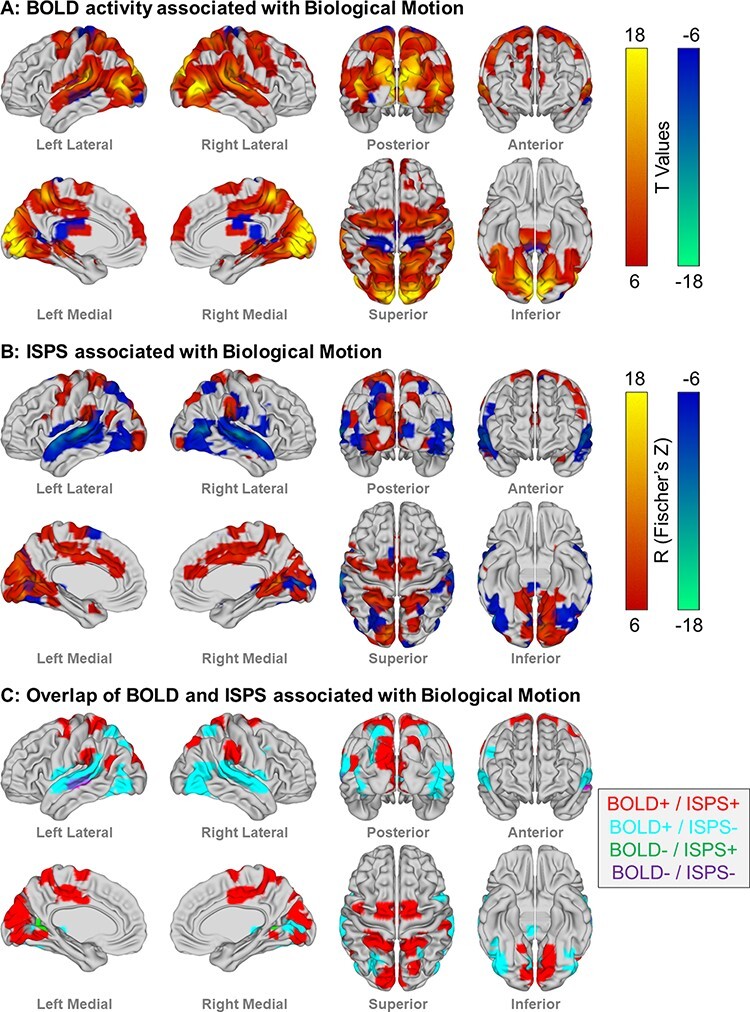 Neural responses to biological motion distinguish autistic and schizotypal traits.