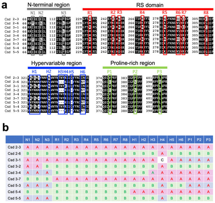 In Vitro Comparison of Sex-Specific Splicing Efficiencies of <i>fem</i> Pre-mRNA under Monoallelic and Heteroallelic Conditions of <i>csd</i>, a Master Sex-Determining Gene in the Honeybee.