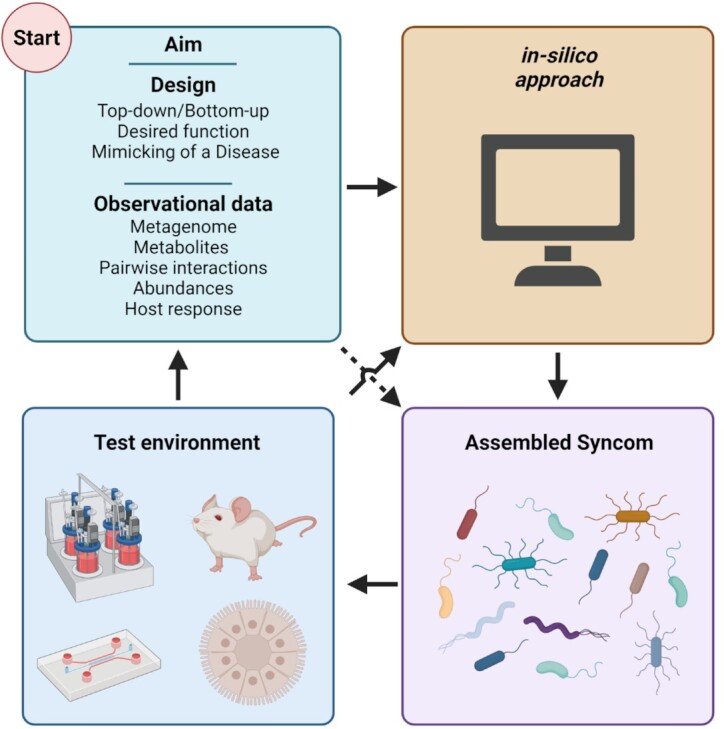 Synthetic microbial communities (SynComs) of the human gut: design, assembly, and applications.