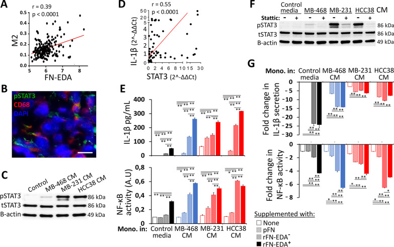 A positive feedback loop driven by fibronectin and IL-1β sustains the inflammatory microenvironment in breast cancer.