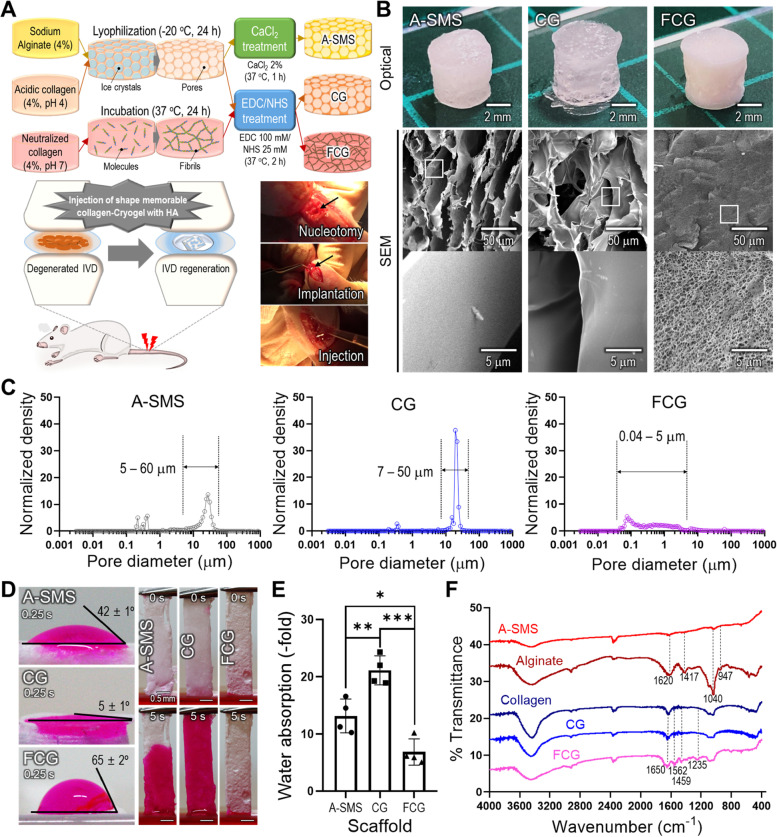 Shape-memory collagen scaffold combined with hyaluronic acid for repairing intervertebral disc.