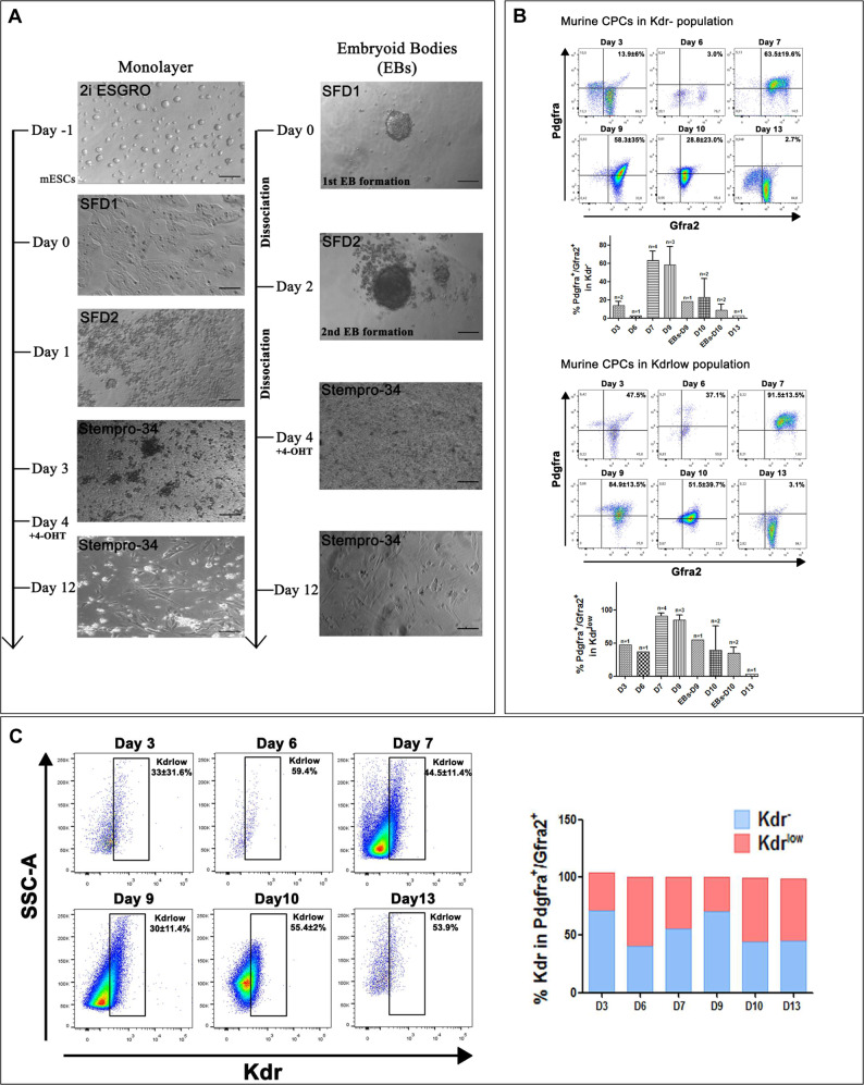 Return of the Tbx5; lineage-tracing reveals ventricular cardiomyocyte-like precursors in the injured adult mammalian heart.