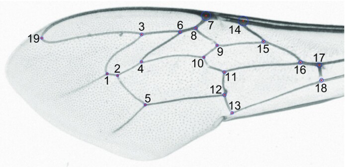 Honey bee (Apis mellifera) wing images: a tool for identification and conservation.