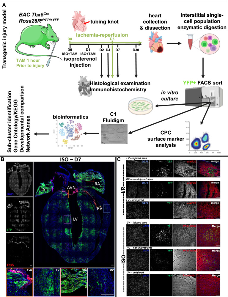 Return of the Tbx5; lineage-tracing reveals ventricular cardiomyocyte-like precursors in the injured adult mammalian heart.