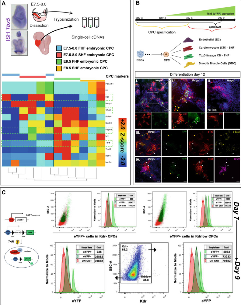 Return of the Tbx5; lineage-tracing reveals ventricular cardiomyocyte-like precursors in the injured adult mammalian heart.