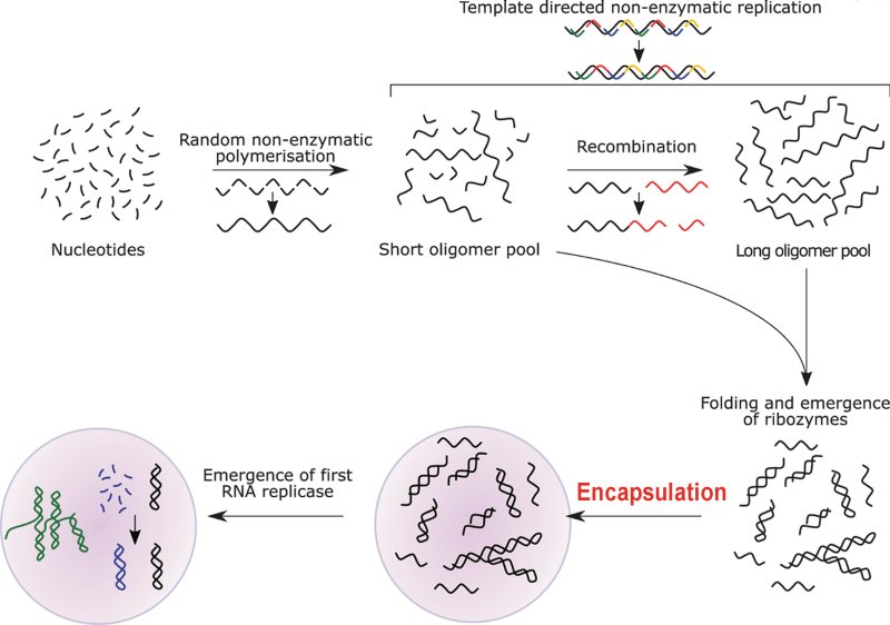 Exploring the Lipid World Hypothesis: A Novel Scenario of Self-Sustained Darwinian Evolution of the Liposomes.