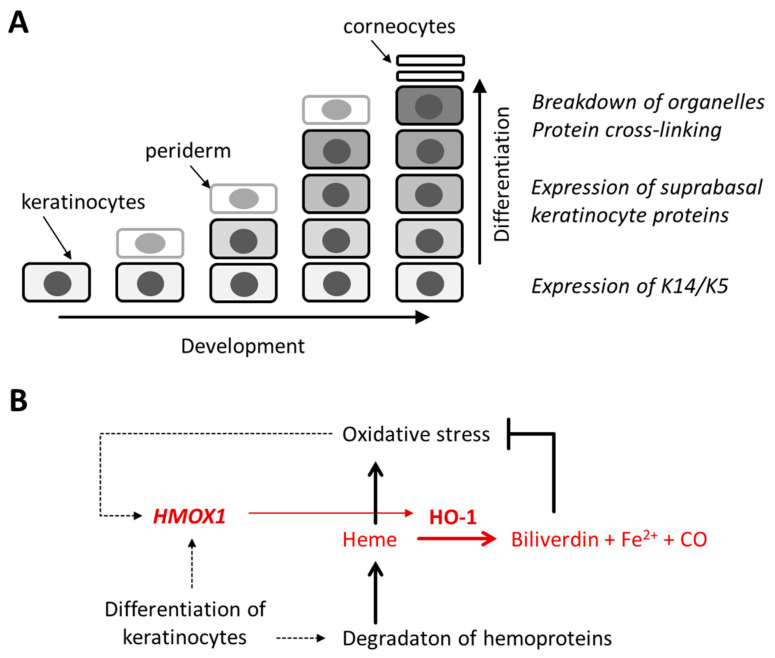 Heme Oxygenase-1 Is Upregulated during Differentiation of Keratinocytes but Its Expression Is Dispensable for Cornification of Murine Epidermis.