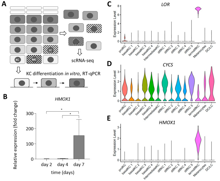 Heme Oxygenase-1 Is Upregulated during Differentiation of Keratinocytes but Its Expression Is Dispensable for Cornification of Murine Epidermis.