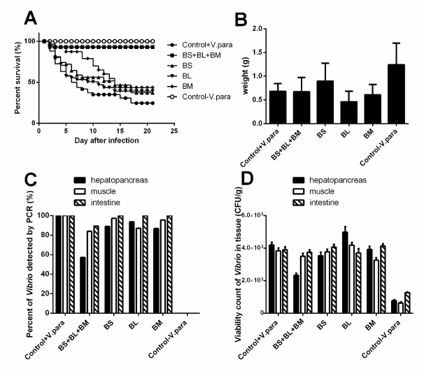 Decreased Severity of Acute Hepatopancreatic Necrosis Disease in White Shrimp (<i>Litopenaeus vannamei</i>) by Mixed Culture of <i>Bacillus subtilis</i>, <i>Bacillus licheniformis</i> and <i>Bacillus megaterium</i>.