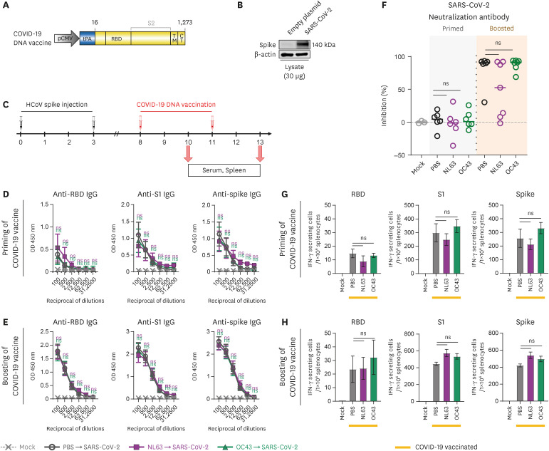 Pre-existing Immunity to Endemic Human Coronaviruses Does Not Affect the Immune Response to SARS-CoV-2 Spike in a Murine Vaccination Model.