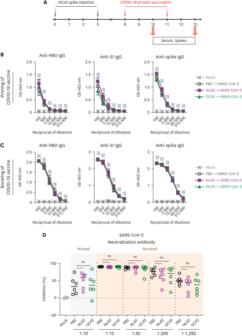 Pre-existing Immunity to Endemic Human Coronaviruses Does Not Affect the Immune Response to SARS-CoV-2 Spike in a Murine Vaccination Model.