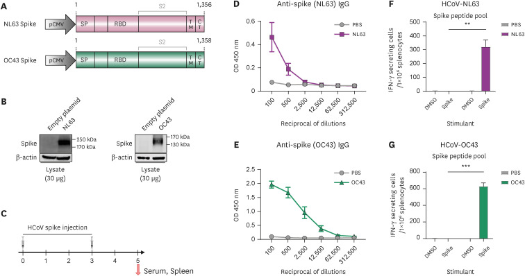 Pre-existing Immunity to Endemic Human Coronaviruses Does Not Affect the Immune Response to SARS-CoV-2 Spike in a Murine Vaccination Model.