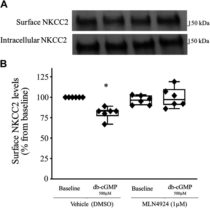 Ubiquitination of NKCC2 by the cullin-RING E3 ubiquitin ligase family in the thick ascending limb of the loop of Henle.