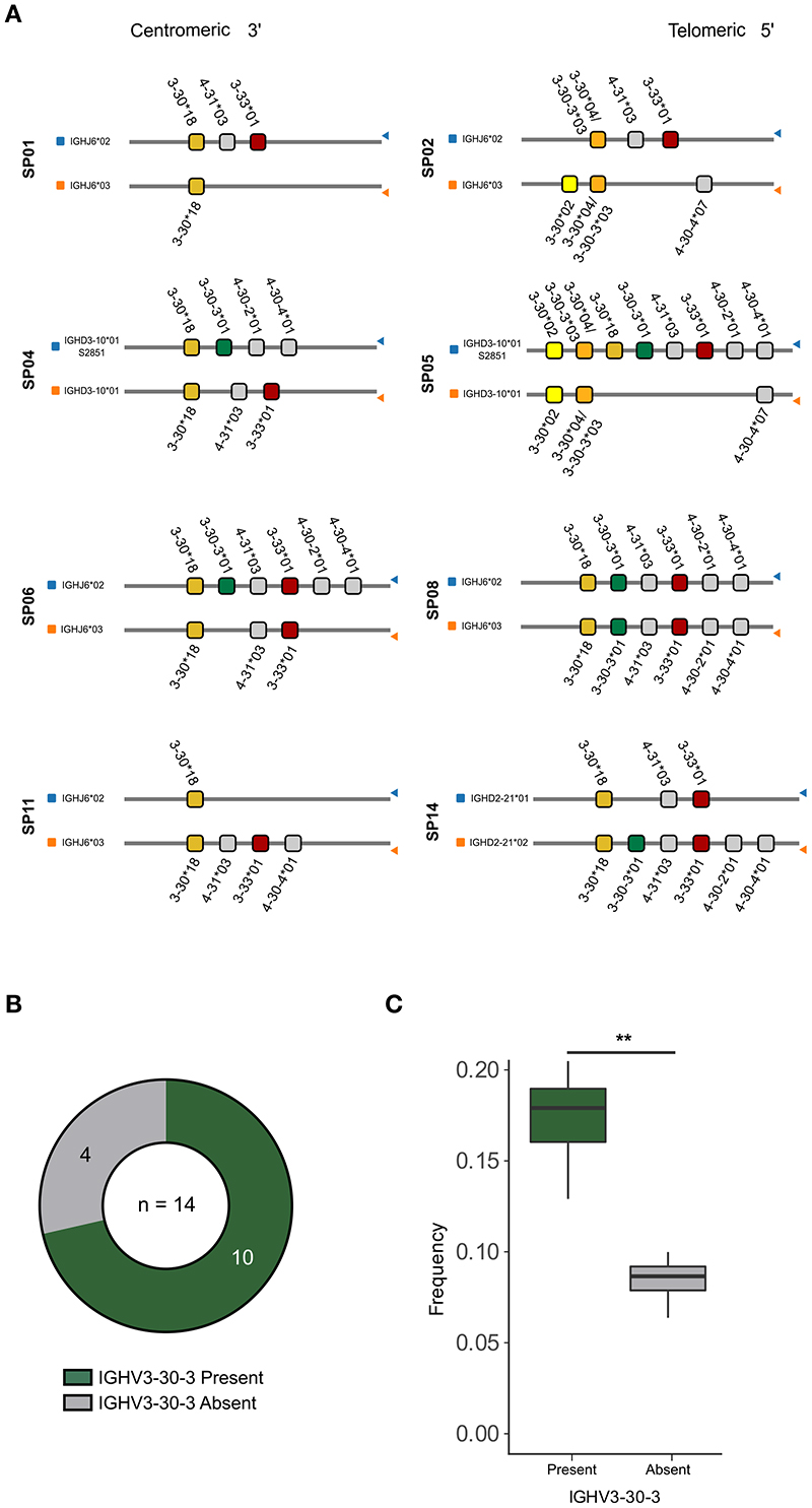 Frequent use of IGHV3-30-3 in SARS-CoV-2 neutralizing antibody responses.