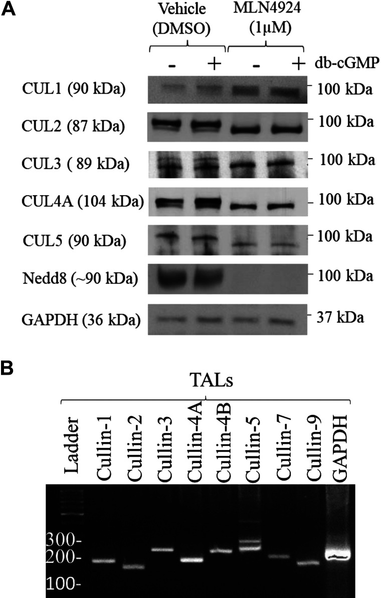 Ubiquitination of NKCC2 by the cullin-RING E3 ubiquitin ligase family in the thick ascending limb of the loop of Henle.