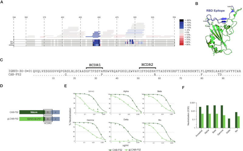 Frequent use of IGHV3-30-3 in SARS-CoV-2 neutralizing antibody responses.