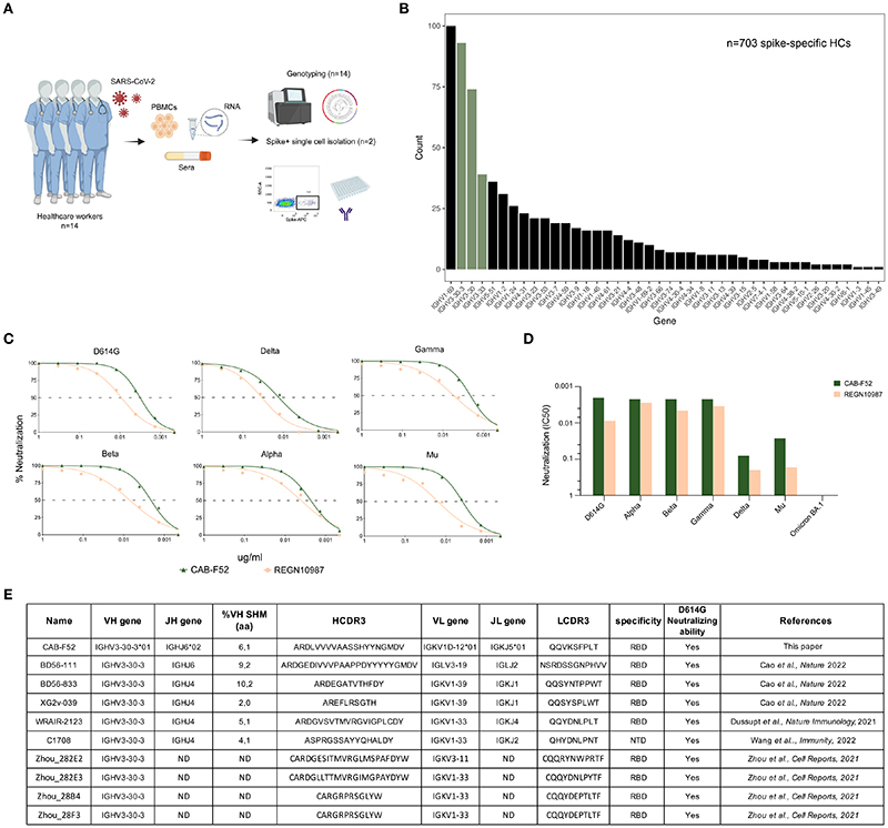 Frequent use of IGHV3-30-3 in SARS-CoV-2 neutralizing antibody responses.