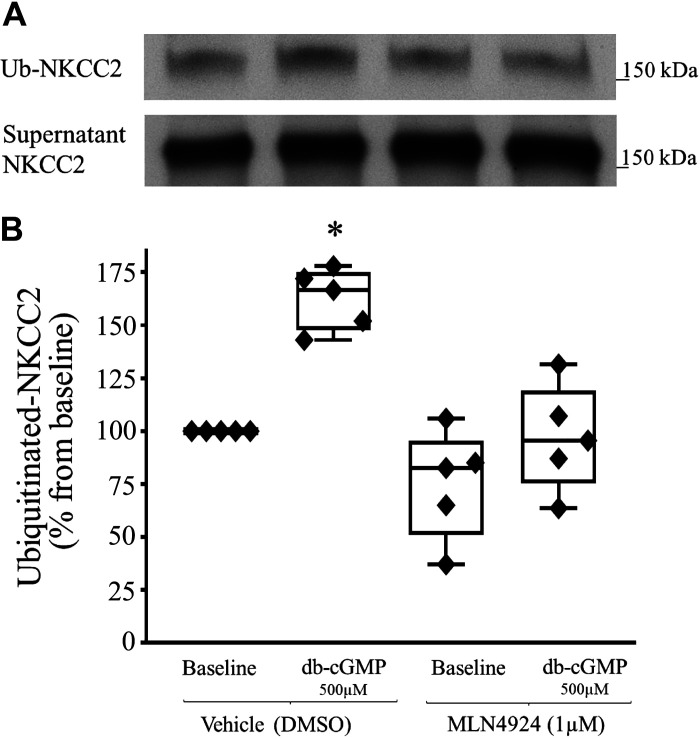 Ubiquitination of NKCC2 by the cullin-RING E3 ubiquitin ligase family in the thick ascending limb of the loop of Henle.