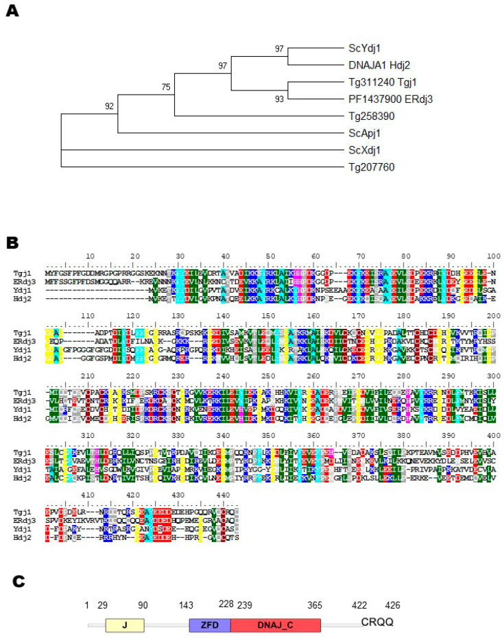 Analysis of the Interactome of the <i>Toxoplasma gondii</i> Tgj1 HSP40 Chaperone.