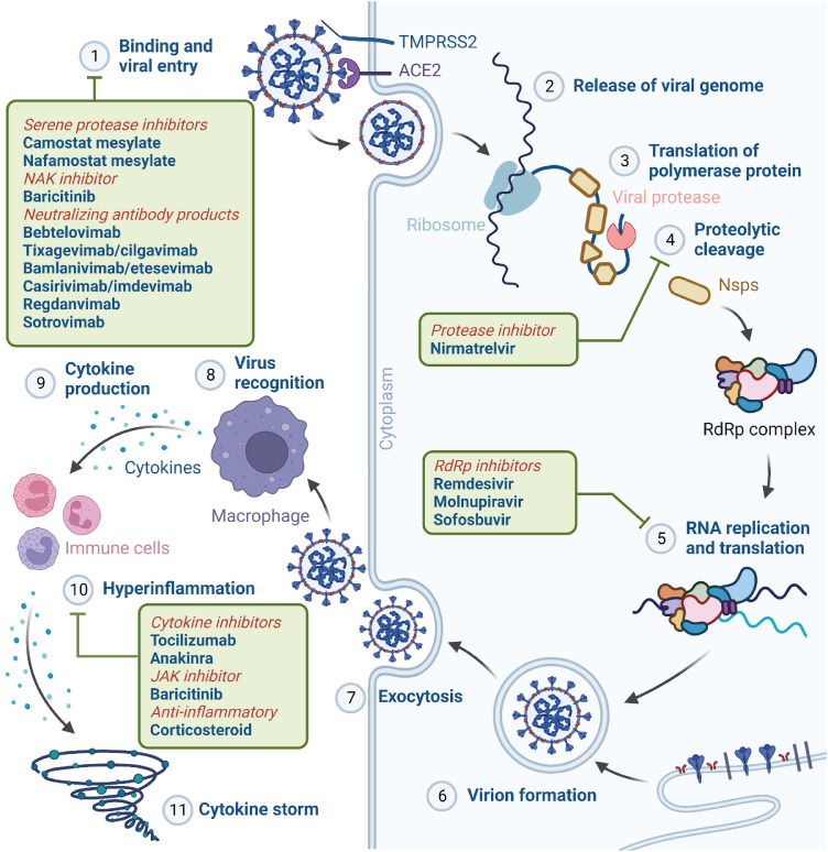 COVID-19 Therapeutics: An Update on Effective Treatments Against Infection With SARS-CoV-2 Variants.