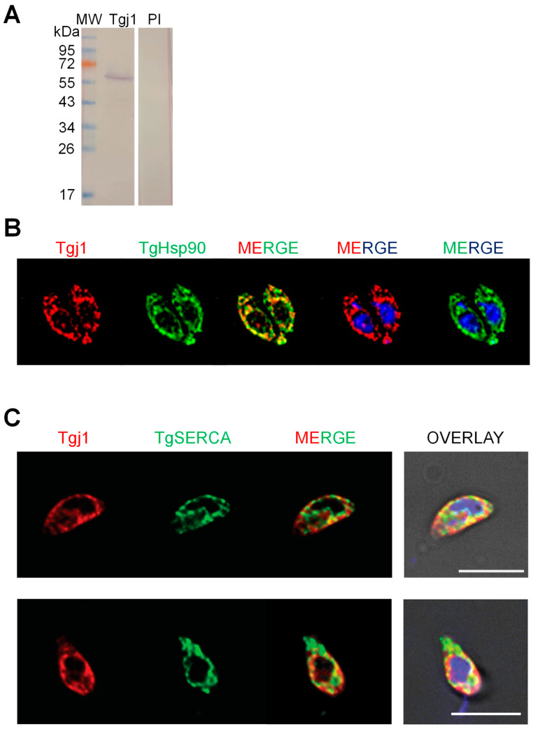 Analysis of the Interactome of the <i>Toxoplasma gondii</i> Tgj1 HSP40 Chaperone.