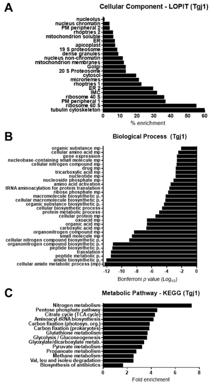 Analysis of the Interactome of the <i>Toxoplasma gondii</i> Tgj1 HSP40 Chaperone.