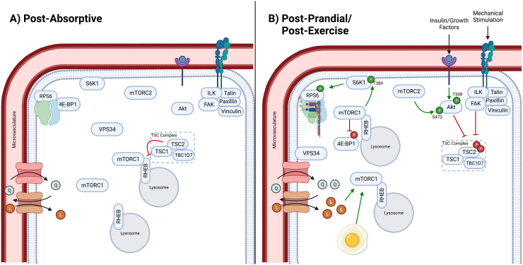 The skeletal muscle fiber periphery: A nexus of mTOR-related anabolism