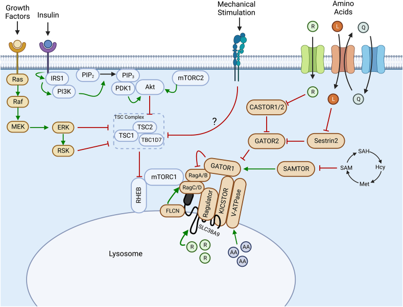 The skeletal muscle fiber periphery: A nexus of mTOR-related anabolism