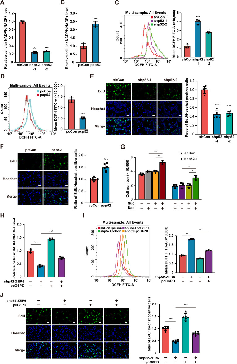 The p52-ZER6/G6PD axis alters aerobic glycolysis and promotes tumor progression by activating the pentose phosphate pathway.