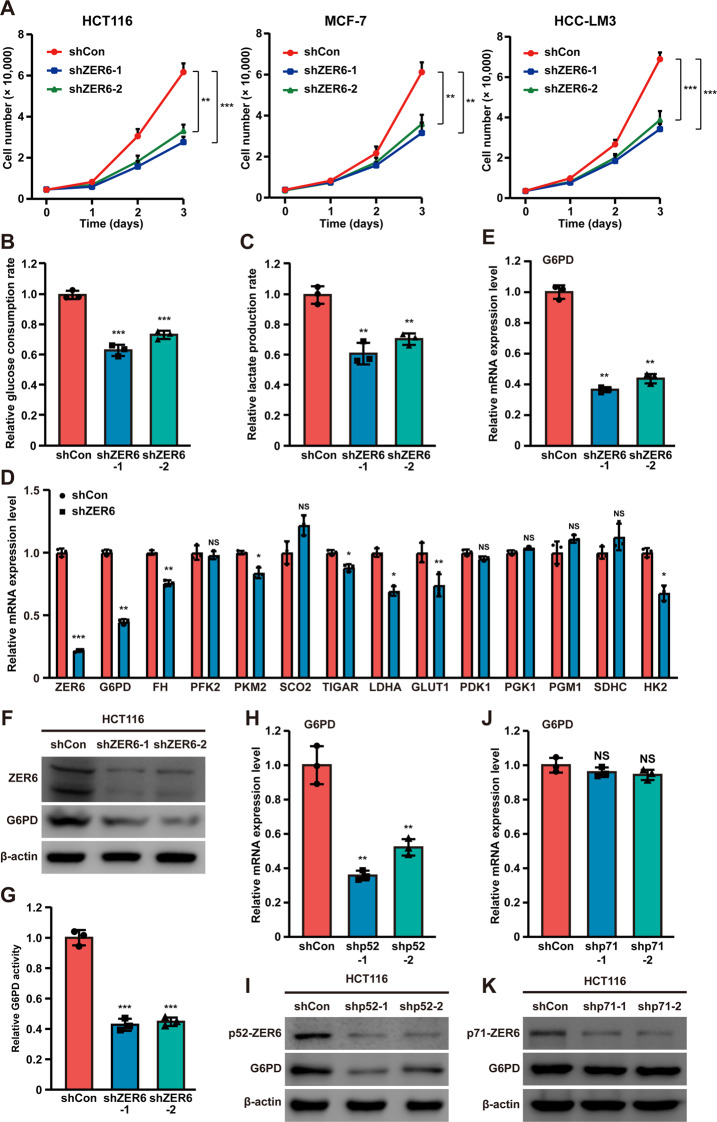 The p52-ZER6/G6PD axis alters aerobic glycolysis and promotes tumor progression by activating the pentose phosphate pathway.