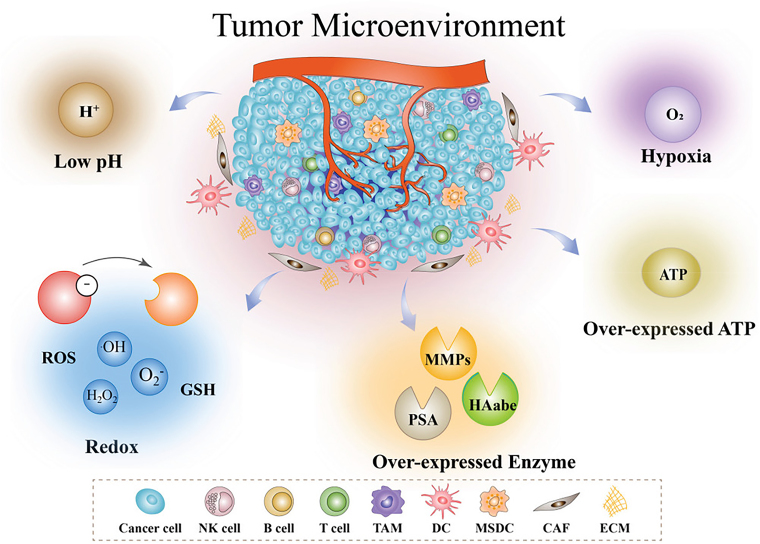 Development of stimuli responsive polymeric nanomedicines modulating tumor microenvironment for improved cancer therapy.