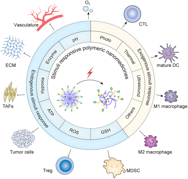 Development of stimuli responsive polymeric nanomedicines modulating tumor microenvironment for improved cancer therapy.