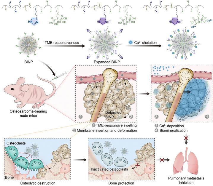Development of stimuli responsive polymeric nanomedicines modulating tumor microenvironment for improved cancer therapy.