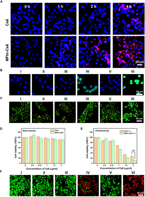 A Leaking-Proof Theranostic Nanoplatform for Tumor-Targeted and Dual-Modality Imaging-Guided Photodynamic Therapy.