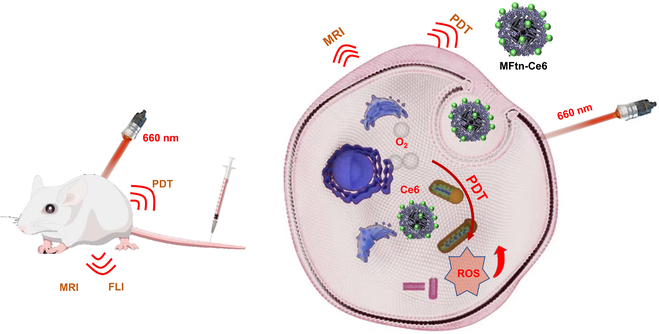 A Leaking-Proof Theranostic Nanoplatform for Tumor-Targeted and Dual-Modality Imaging-Guided Photodynamic Therapy.