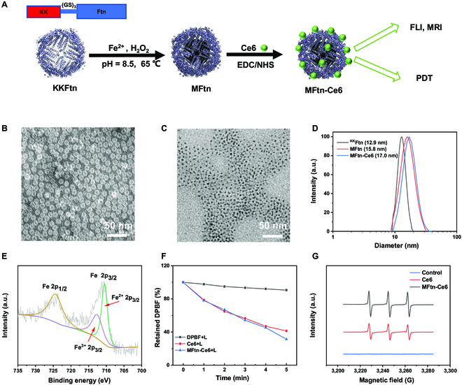 A Leaking-Proof Theranostic Nanoplatform for Tumor-Targeted and Dual-Modality Imaging-Guided Photodynamic Therapy.