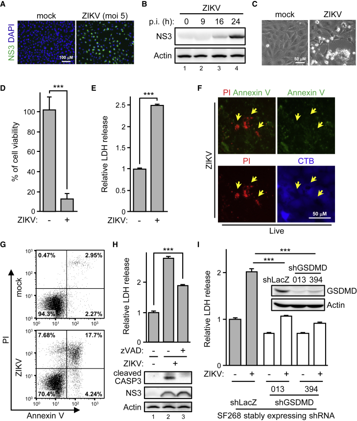 Zika virus cleaves GSDMD to disseminate prognosticable and controllable oncolysis in a human glioblastoma cell model.