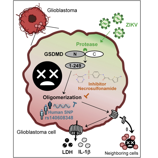 Zika virus cleaves GSDMD to disseminate prognosticable and controllable oncolysis in a human glioblastoma cell model.