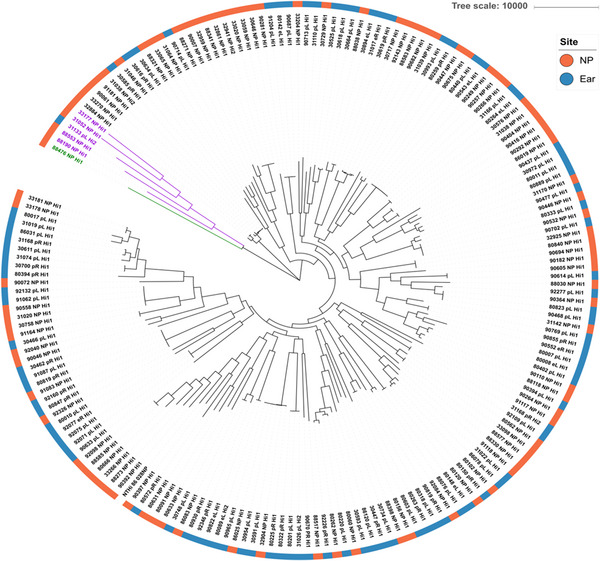 Can non-typeable <i>Haemophilus influenzae</i> carriage surveillance data infer antimicrobial resistance associated with otitis media?