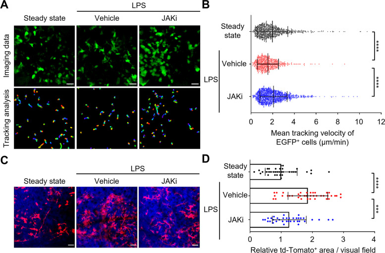 JAK inhibition ameliorates bone destruction by simultaneously targeting mature osteoclasts and their precursors.