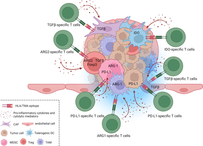 Tumor microenvironment antigens.