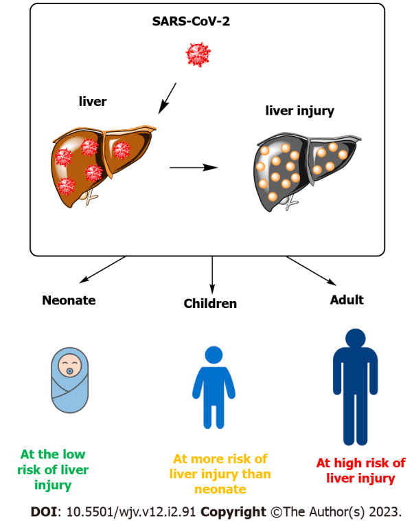 The impact of COVID-19 on liver injury in various age.