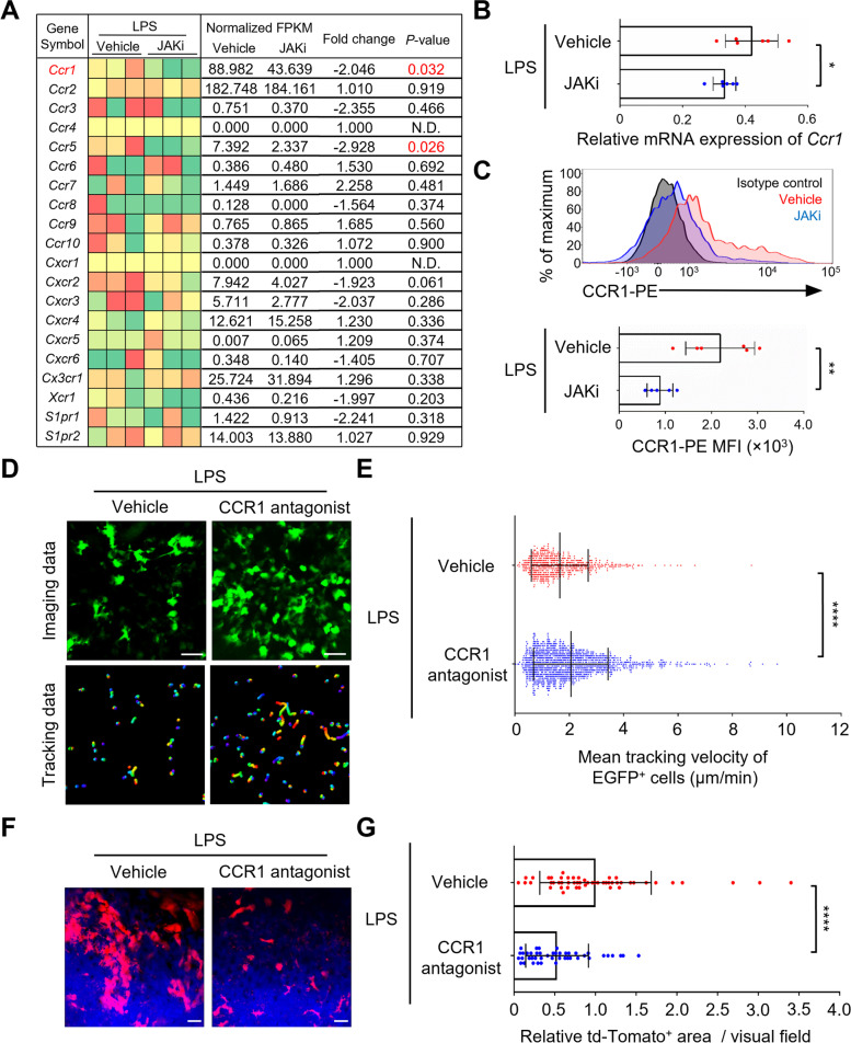 JAK inhibition ameliorates bone destruction by simultaneously targeting mature osteoclasts and their precursors.