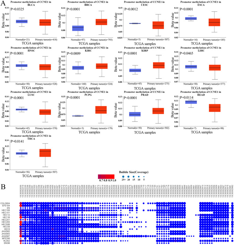 CCNE1 is a predictive and immunotherapeutic indicator in various cancers including UCEC: a pan-cancer analysis.